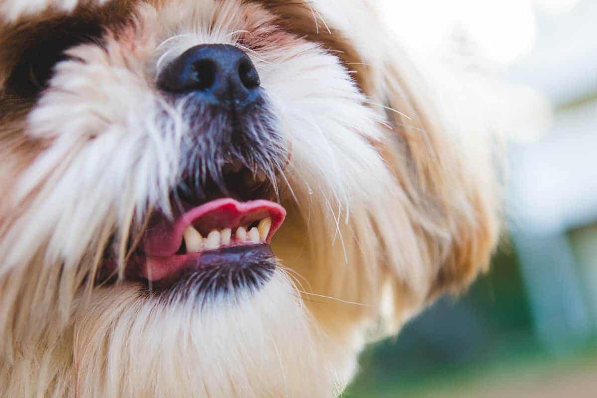 Czy psom wypadają zęby