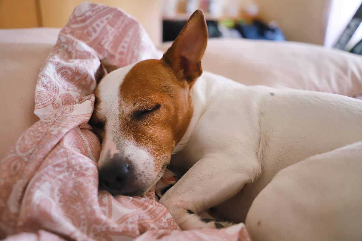 Dlaczego pies cały czas śpi