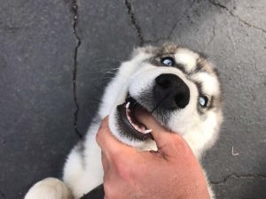 Dlaczego pies gryzie wlasciciela Dlaczego pies gryzie właściciela