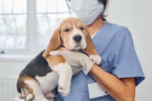 Dlaczego szczeniak wymiotuje jedzeniem Dlaczego szczeniak wymiotuje jedzeniem