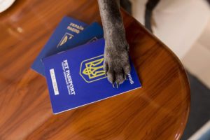 Gdzie wyrobić paszport dla psa