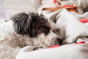 Ile pies ma cieczkę