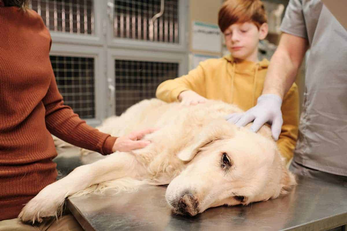 Jak długo żyje pies z nowotworem
