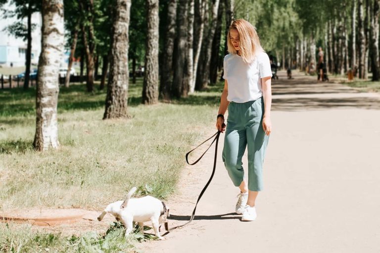 Jak nauczyć psa załatwiać się na dworze