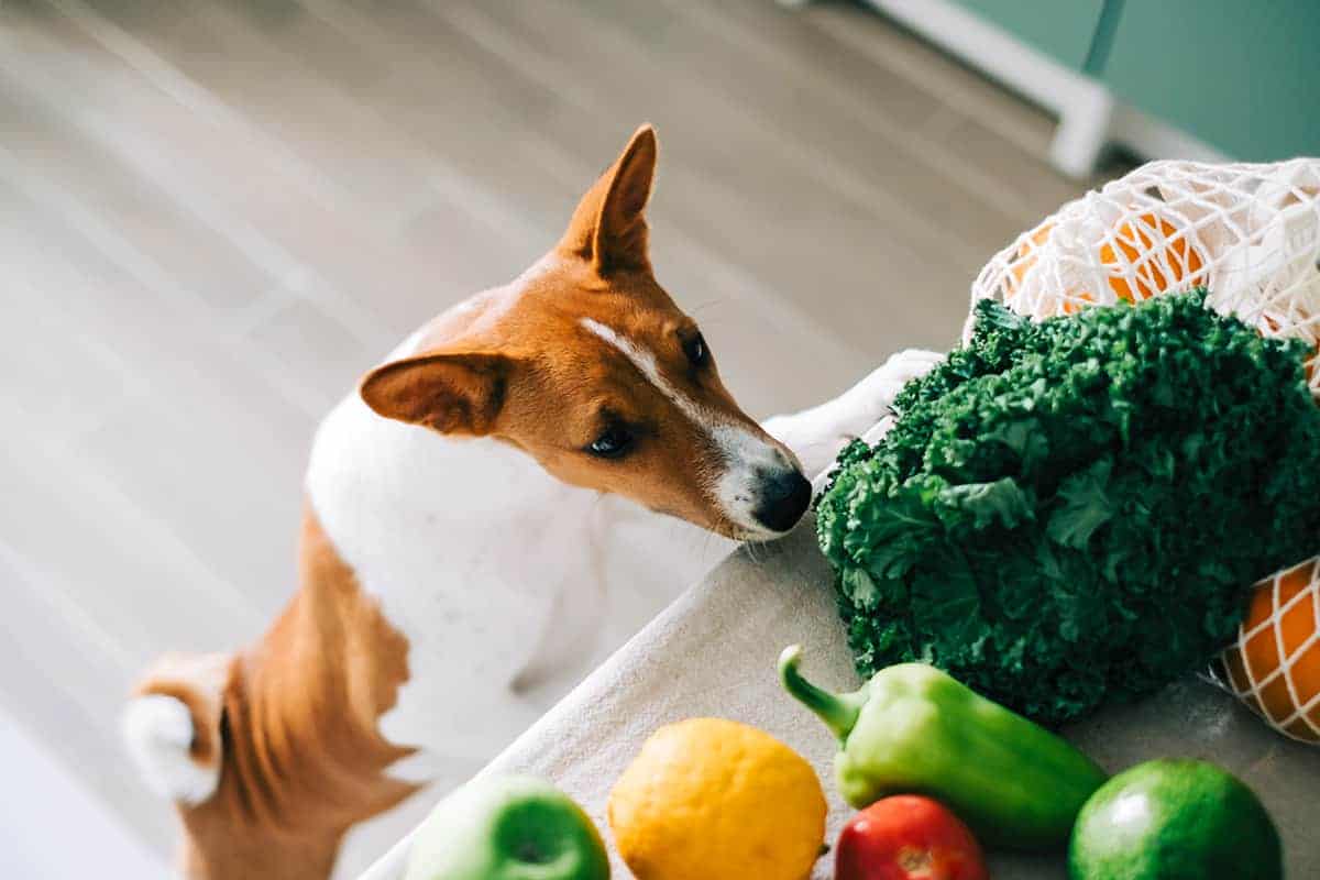 Jakie warzywa i owoce może jeść pies