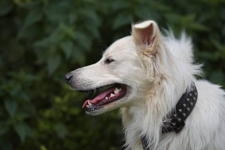 Obroze dla psa TATAR DOG 1